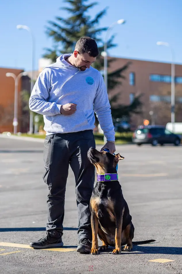 Adiestrador canino trabajando un ejercicio de atención con un perro PPP durante el curso presencial en Madrid