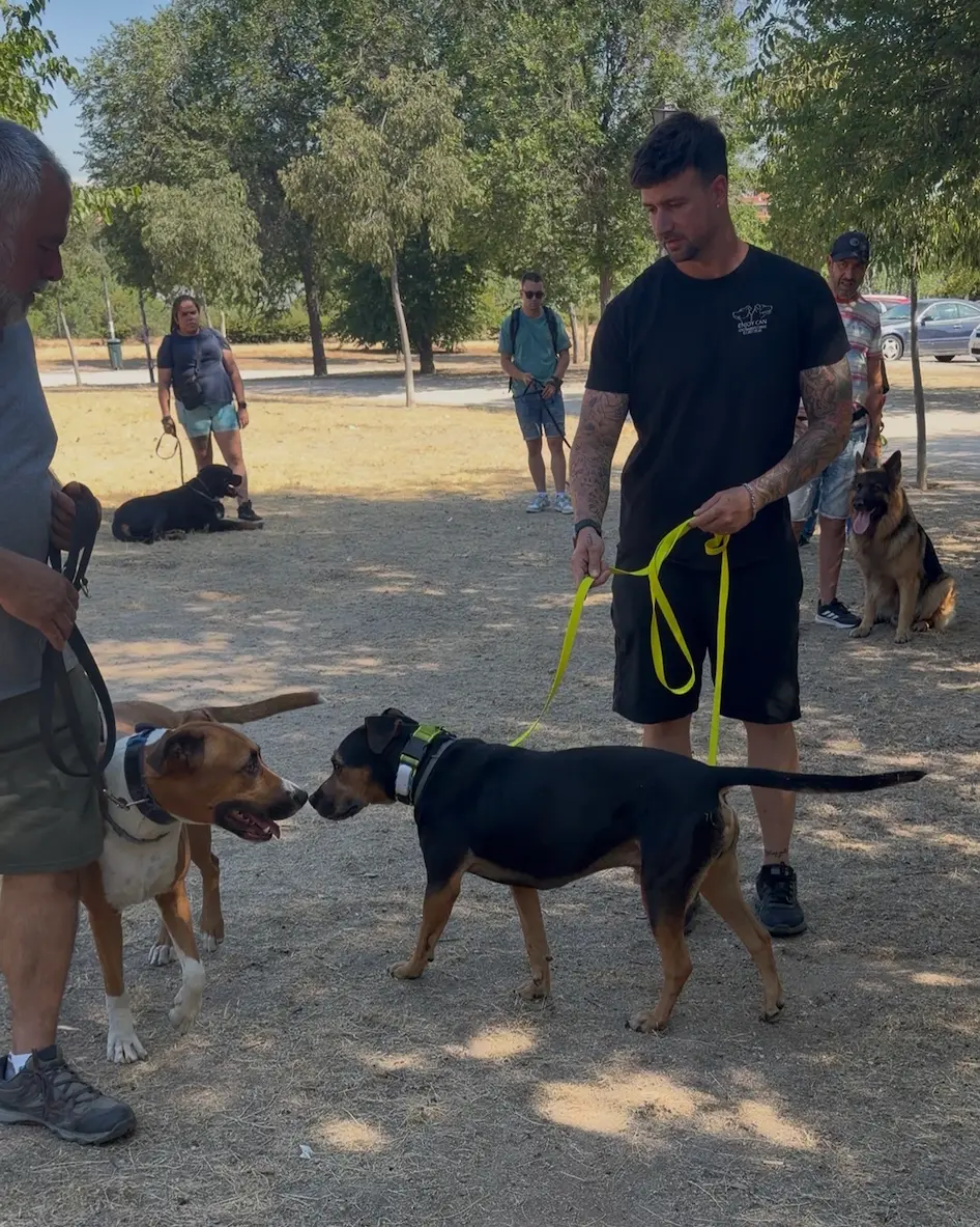 Clase grupal de adiestramiento canino en Madrid con varios perros socializando junto a sus tutores en un parque